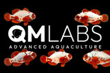 QM Labs Aquacultures Peacekeeper Maroon Clownfish