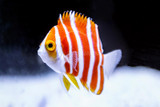 Peppermint Angel (Paracentropyge boylei)