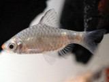 Burmese Red Lipstick Barb (Pethia erythromycter)