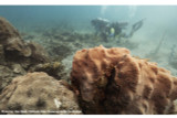 Sonic Youth: Healthy Reef Sounds Increase Coral Settlement