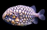 The Pinecone Fish