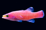 The Pink Cave Basslet: A reclusive and lesser seen Liopropoma species