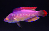 Pink Margin Fairy Wrasse (Cirrhilabrus rubrimarginatus)