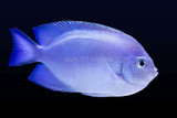 Pitcairn Female Angelfish (Genicanthus spinus)