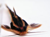 The Striped Raphael Catfish (Platydoras armmatulus)