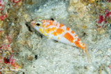 Researchers Discover New Species of Perchlet in Maldives