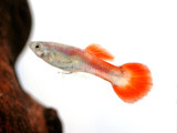 Male Fire Tail Guppy (Poecilia reticulata)