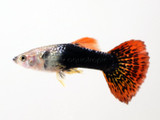 Male Halfmoon Dragon guppy (Poecilia reticulata)