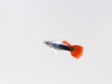 Mixed Male Guppy (Poecilia reticulata)
