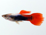 Sliver Red Tuxedo Male Guppy (Poecilia reticulata)