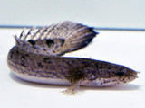 Barred Bichir Polypterus delhezi