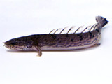 The Fishes Of Africa (That Aren’t Rift Lake Cichlids) - Part One