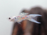 Male Powder Blue Delta Tail Guppy (Poecilia reticulata)