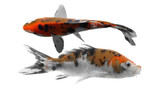 Premium Assorted Koi