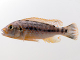 “Williamsi North” Blue Lip Cichlid (Pseudotropheus cf williamsi)