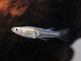 Aquacultured Blueback Blue Eye Rainbowfish (Pseudomugil cyanodorsalis)