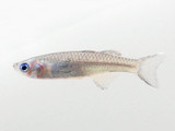 Blue Eye Tenellus Rainbowfish (Pseudomugil tenellus)