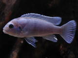 Zebra Cobalt Blue (Pseudotropheus zebra)