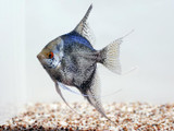 Leopard Aquacultured Angelfish (Pterophyllum scalare)