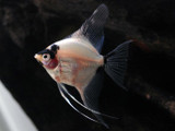 Panda Blushing Angelfish (Pterophyllum scalare)