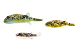How To Pufferfish