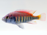 Nyererei Cichlid (Pundamilia nyererei)