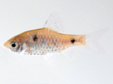 The Odessa Barb (Pethia padamya)