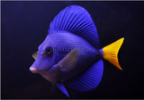 The Purple Tang - Revisted
