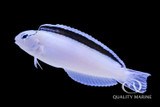 Highly Underrated Fish - The White Blenny