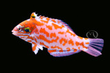 Photo of the Week - Choat's Red Leopard Wrasse