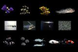 QM Labs: Pioneering Sustainable Marine Aquaculture for the Aquarium Trade