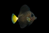 World’s First Aquacultured Gem Tang: Quality Marine Labs Achieves Historic Milestone!