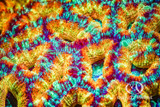 Photo of the Week - Acanthastrea lordhowensis