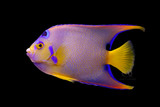 Holacanthus ciliaris - Queen Adult