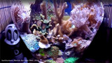 Setting Up a Jar Reef