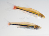 The Brilliant Rasbora (Rasbora borapetensis)