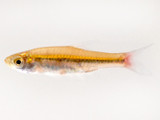 Brilliant Rasbora (Rasbora borapetensis)