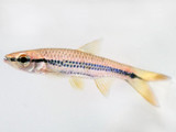 Porthole Rasbora (Rasbora cephalotaenia)
