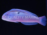 Halstead's Razor Wrasse (Xyrichthys halsteadi)