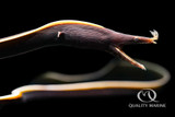 The Feisty and Vibrant Black Ribbon Eel