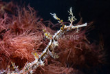 Not a pipe dream: The Ribboned Pipefish