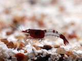 Red and Blue Rili Shrimp (Neocaridina davidi)