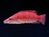 Ringtail Wrasse (Oxycheilinus sp.)