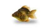 Green Short Tail Ryukin Goldfish