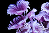 The Fascinating Feather Duster