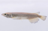 Red Spot Arowana (Scleropages leichardti)
