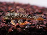 Sunshine/Goldie Plecostomus (Scobiancistrus aureatus L 014)