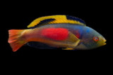 Terminal Male Scott's Fairy Wrasse