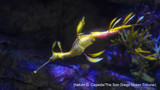 Pregnant male sea dragon at UCSD’s Birch Aquarium might produce bounty of babies