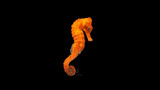 The Brazilian Longnose Seahorse